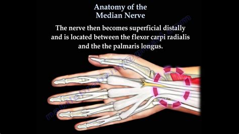 median nerve location in wrist